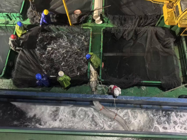 信弘配资 爱吃三文鱼的有福了！我国深远海养殖事业有好消息